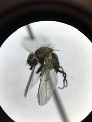 Anthomyiidae