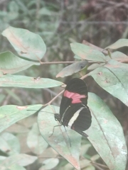 Heliconius