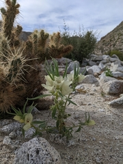 Mohavea confertiflora