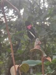Heliconius
