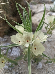 Mohavea confertiflora