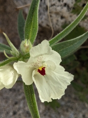 Mohavea confertiflora