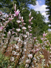 Acantholimon acerosum