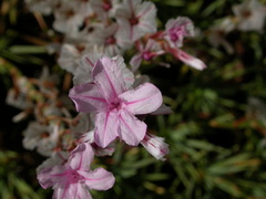 Acantholimon acerosum