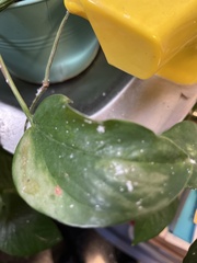 Microtechnites bractatus