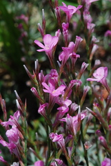 Acantholimon armenum