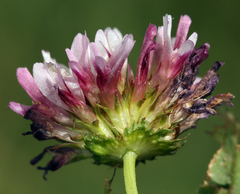 Trifolium variegatum