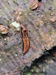 Prophysaon vanattae