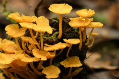 Tricholomopsis aurea