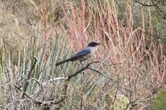 Aphelocoma woodhouseii woodhouseii