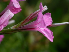 Acantholimon armenum