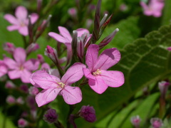 Acantholimon armenum
