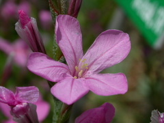 Acantholimon armenum