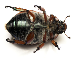 Anoplognathus hirsutus