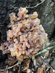 Phaeotremella frondosa