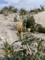 Mentzelia hirsutissima