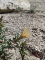 Mentzelia hirsutissima
