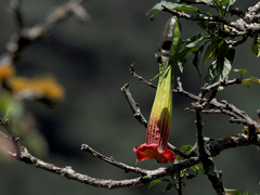 Brugmansia sanguinea