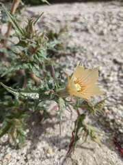 Mentzelia hirsutissima
