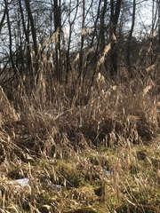 Phragmites australis