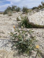 Mentzelia hirsutissima