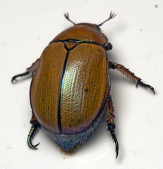 Anoplognathus hirsutus