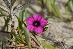 Petunia integrifolia