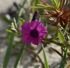 Petunia integrifolia