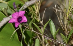 Petunia integrifolia