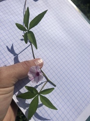 Ipomoea heptaphylla