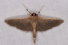 Microthyris