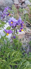 Solanum etuberosum