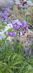 Solanum etuberosum