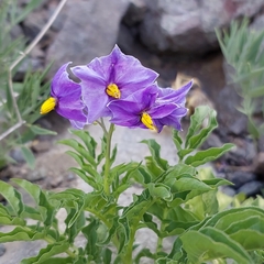 Solanum etuberosum
