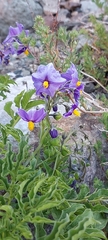 Solanum etuberosum