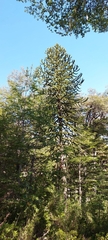 Araucaria araucana