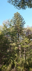 Araucaria araucana