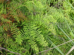 Gleichenia polypodioides