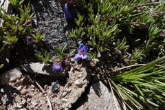 Penstemon caespitosus