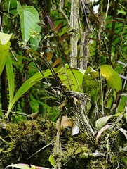 Epidendrum parviflorum