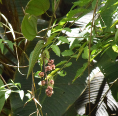Miconia pubistyla