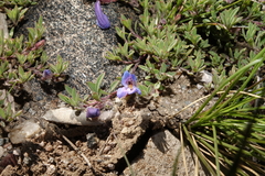 Penstemon caespitosus