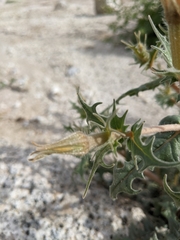 Mentzelia hirsutissima