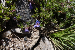 Penstemon caespitosus