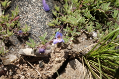 Penstemon caespitosus