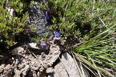 Penstemon caespitosus