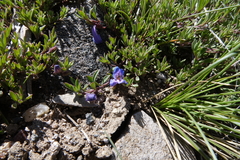 Penstemon caespitosus
