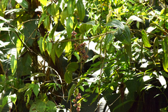 Miconia pubistyla