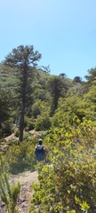 Araucaria araucana