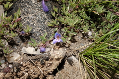 Penstemon caespitosus